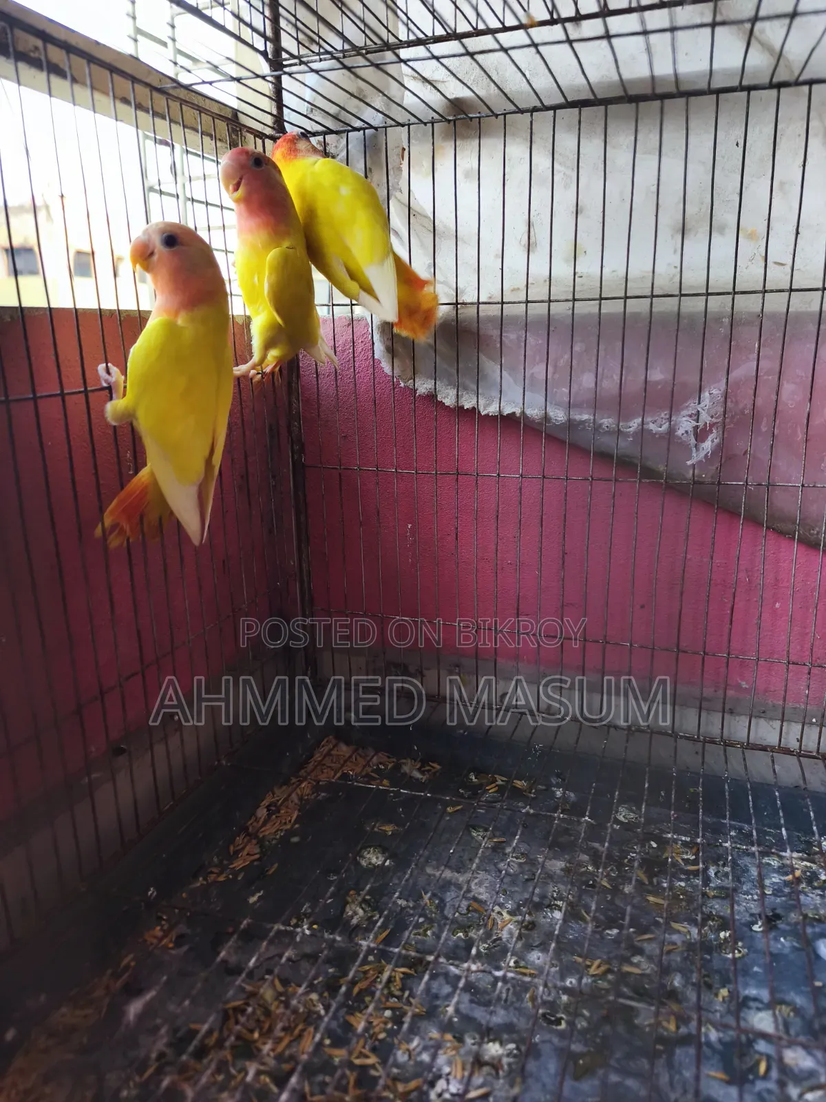 3 Pcs Lutino Red Head Opaline Baby Age 5 Months+ Full Fresh & Active ✅