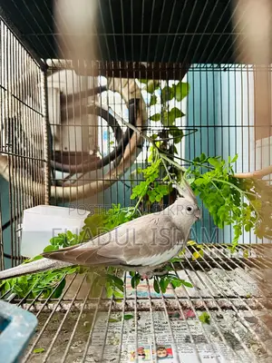 Whiteface Female Cockatiel for Sale
