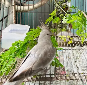 Whiteface Female Cockatiel for Sale