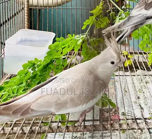 Whiteface Female Cockatiel for Sale