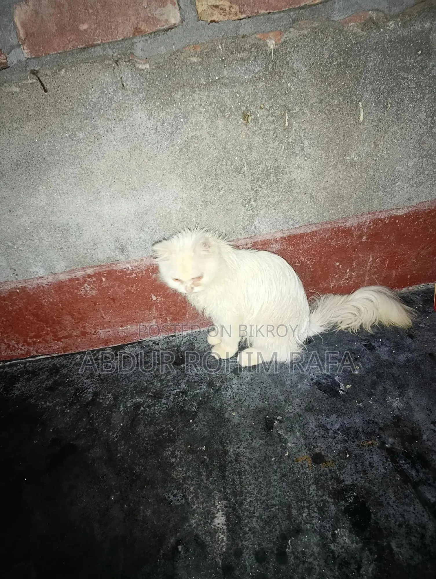 3-6 months Female Purebred Persian
