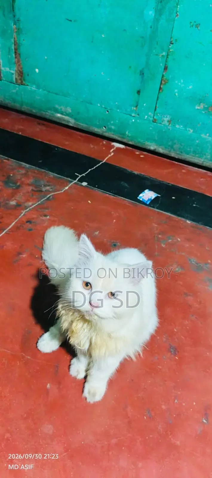 3-6 months Male Purebred Persian