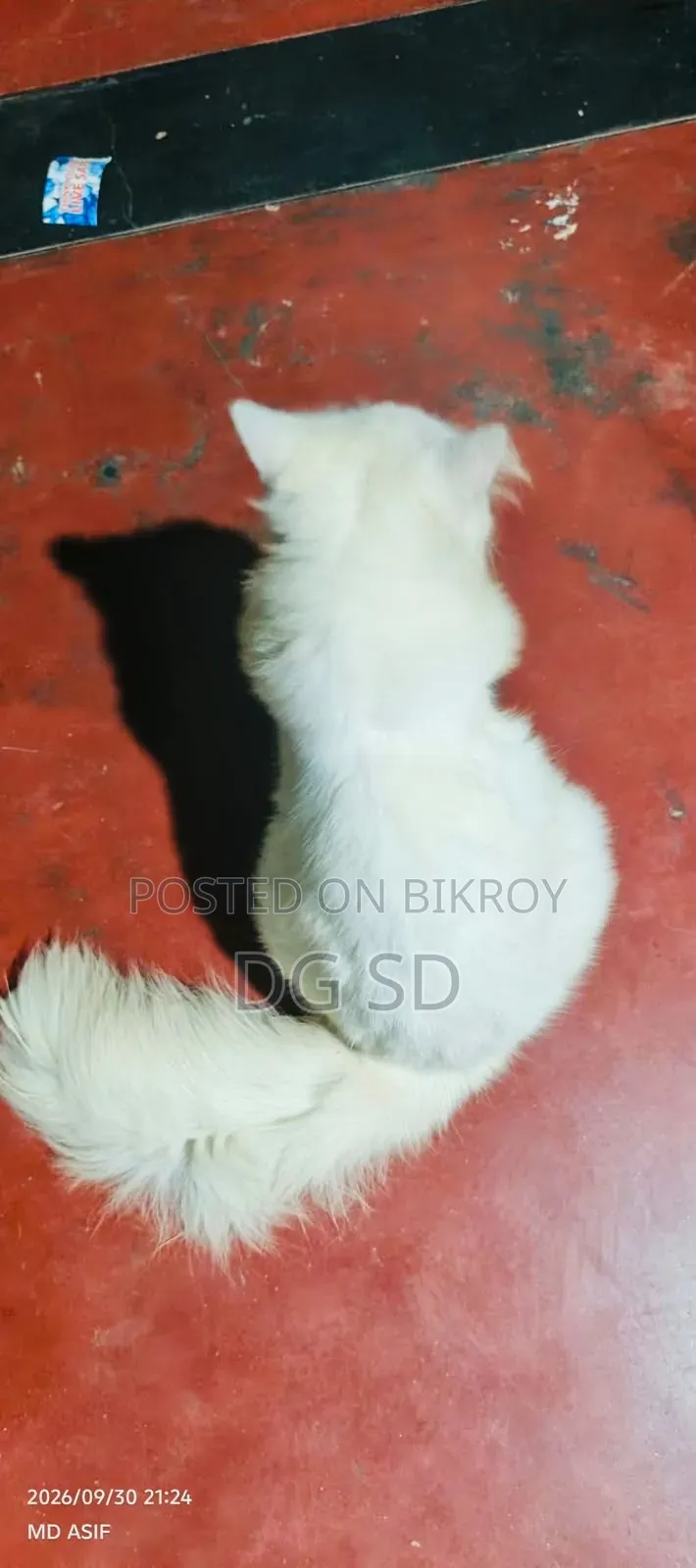 3-6 months Male Purebred Persian