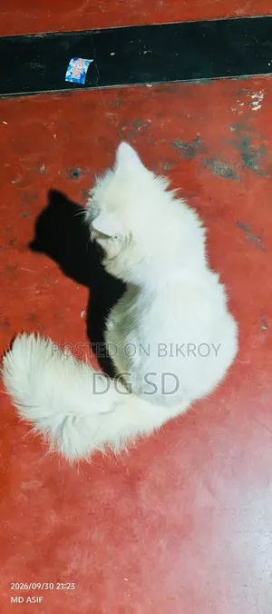 3-6 months Male Purebred Persian