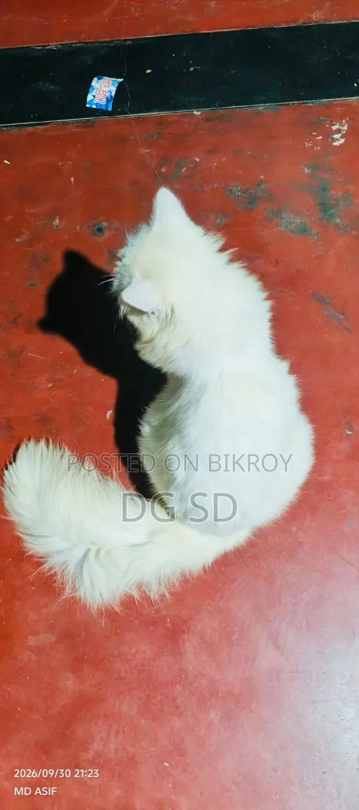 3-6 months Male Purebred Persian