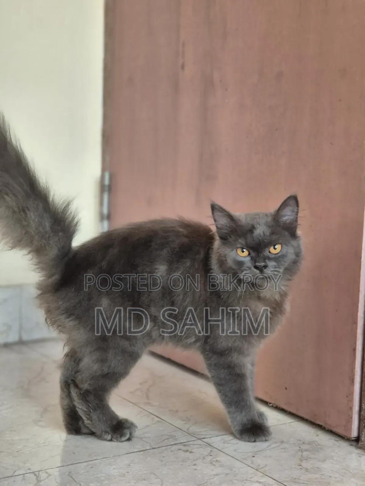 3-6 months Male Purebred Persian