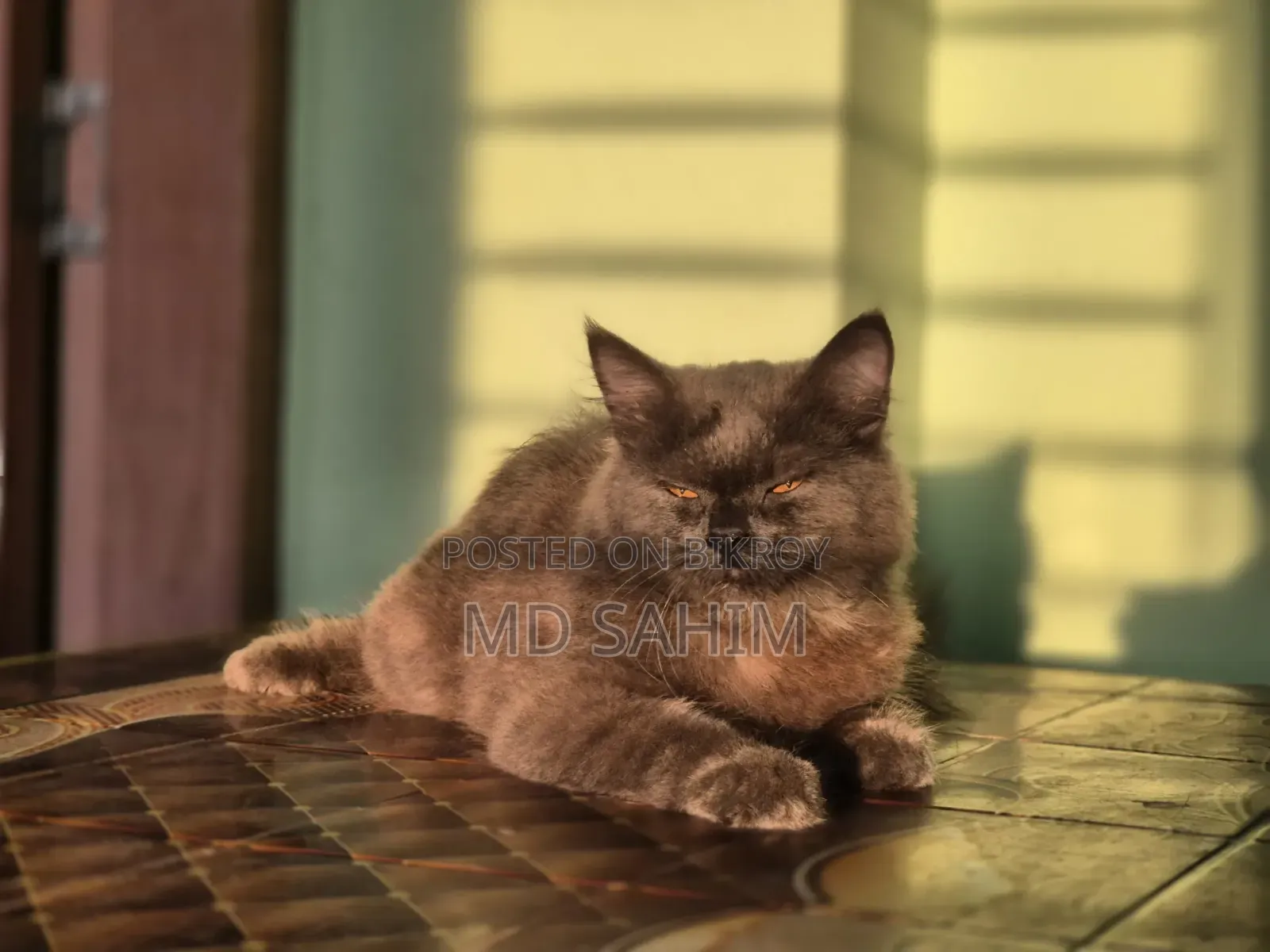 3-6 months Male Purebred Persian