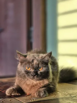 3-6 months Male Purebred Persian