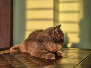 3-6 months Male Purebred Persian