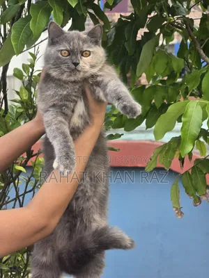 3-6 months Female Purebred British Shorthair