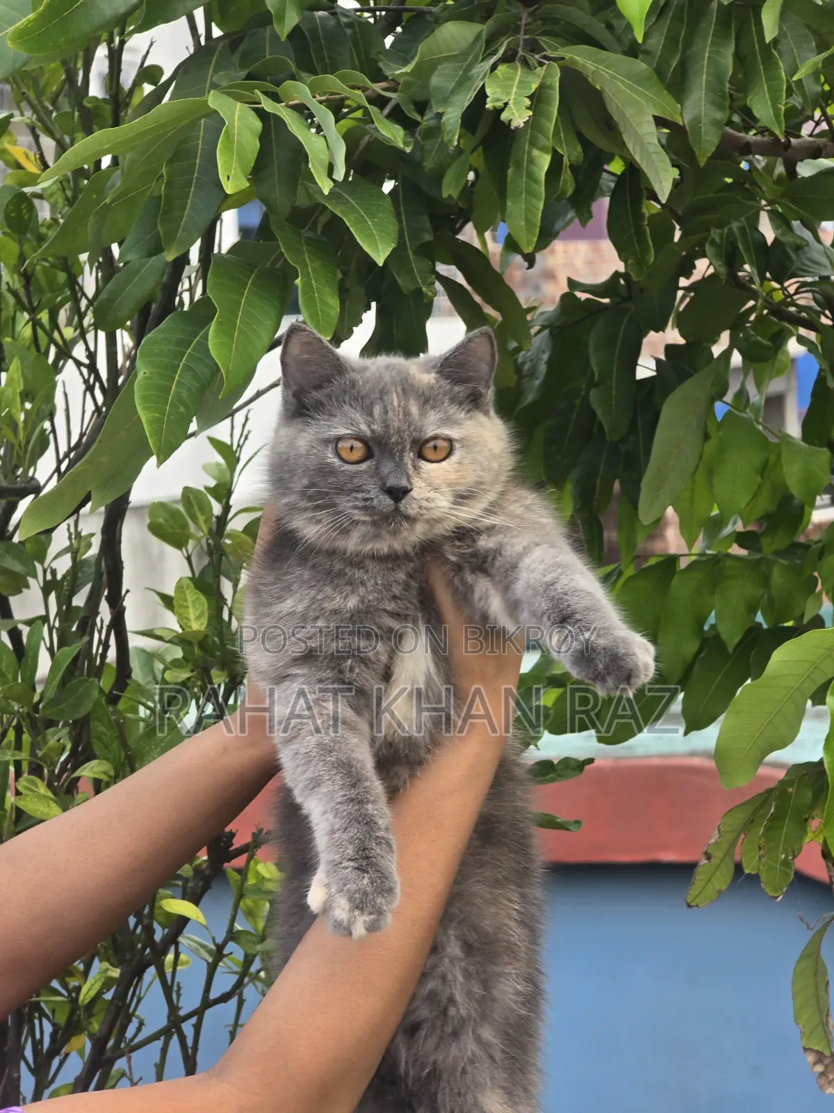 3-6 months Female Purebred British Shorthair