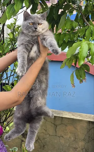 3-6 months Female Purebred British Shorthair