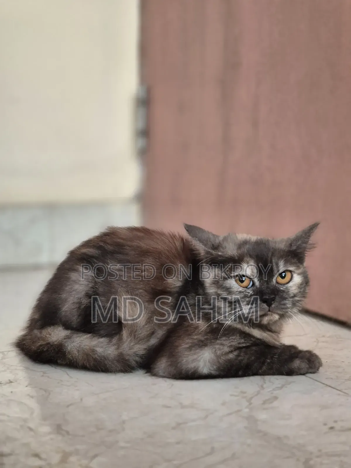 1-3 months Female Mixed Breed Persian