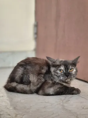 1-3 months Female Mixed Breed Persian