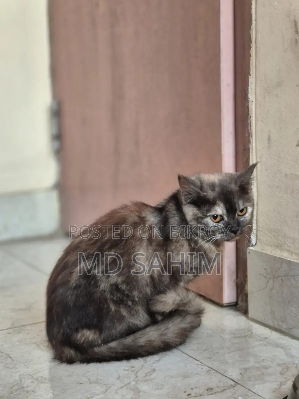 1-3 months Female Mixed Breed Persian