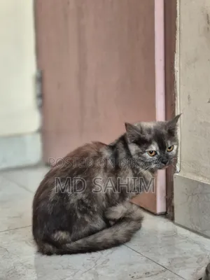 1-3 months Female Mixed Breed Persian