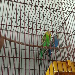 বাজরিগা পাখি
