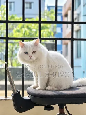 1+ year Male Purebred Persian