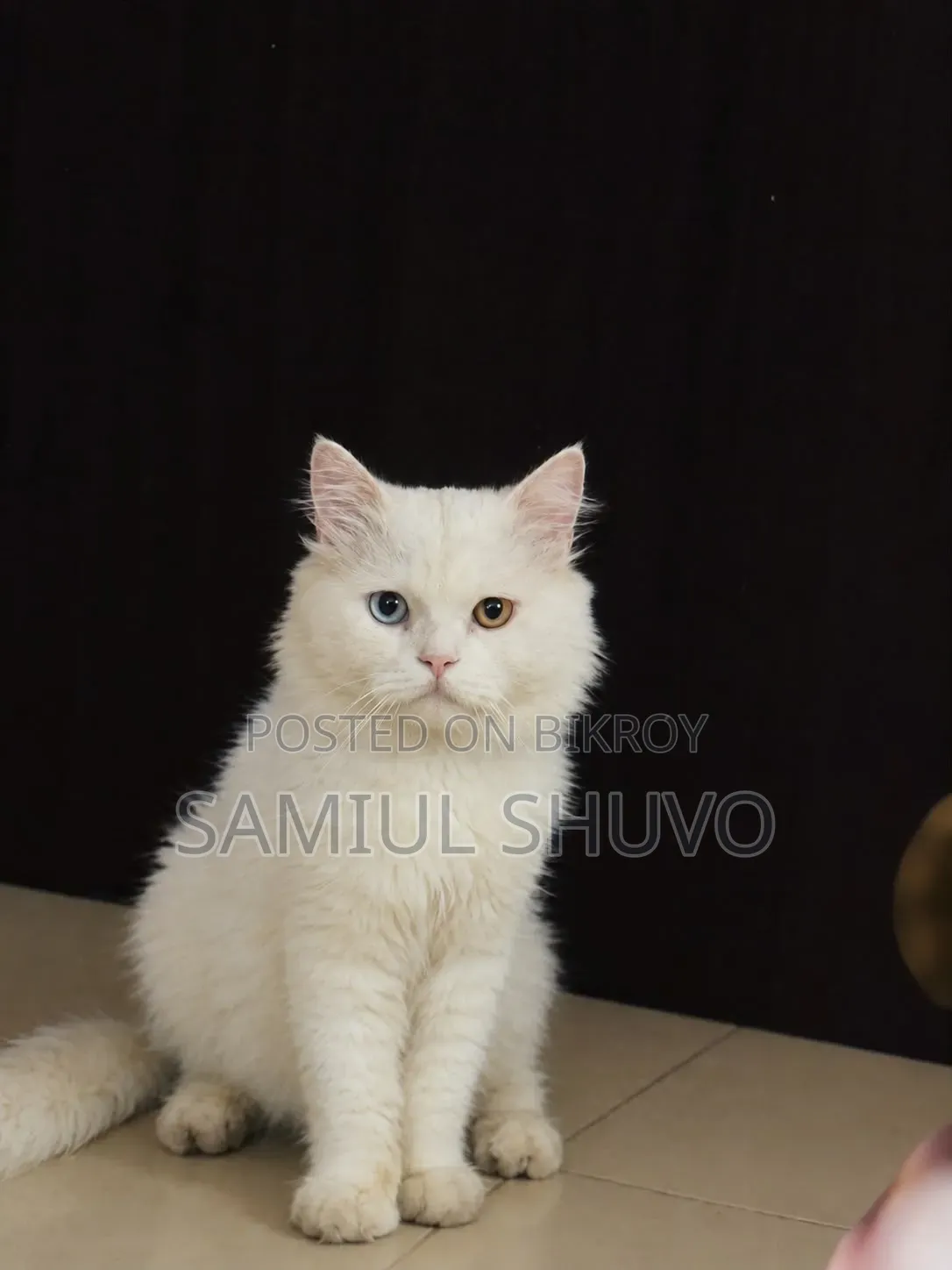 1+ year Male Purebred Persian