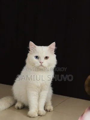1+ year Male Purebred Persian