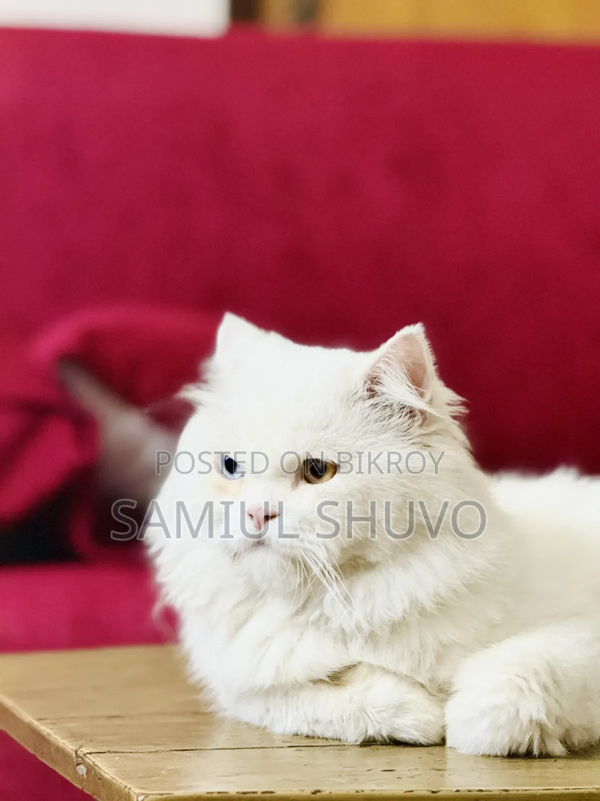 1+ year Male Purebred Persian