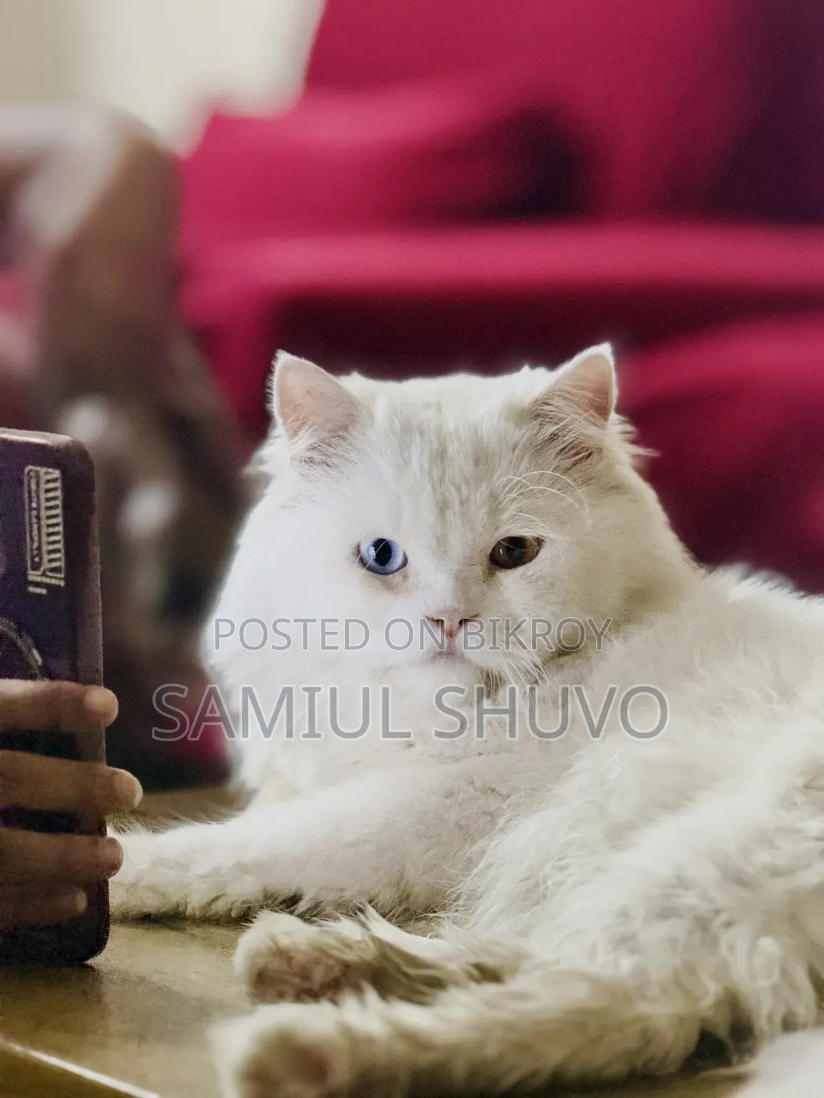 1+ year Male Purebred Persian