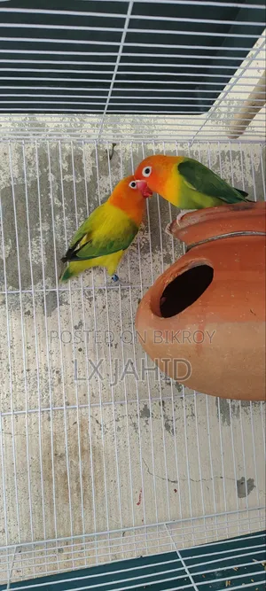 Very Hobbies And Bird