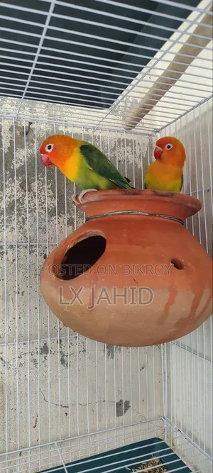 Very Hobbies And Bird