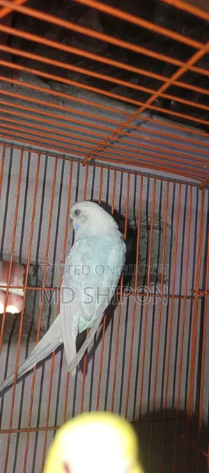 বাজিগারের  রানিং  ফিমেল সেল হবে