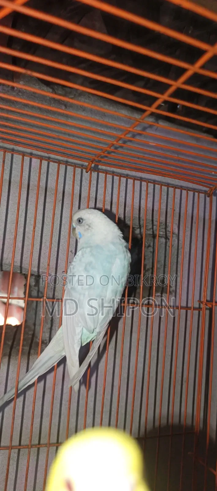 বাজিগারের  রানিং  ফিমেল সেল হবে