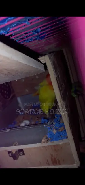ডিম সহ লুটিনো রেড আই লাভ বার্ড বিক্রি হবে