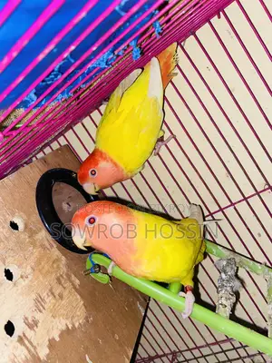 ডিম সহ লুটিনো রেড আই লাভ বার্ড বিক্রি হবে