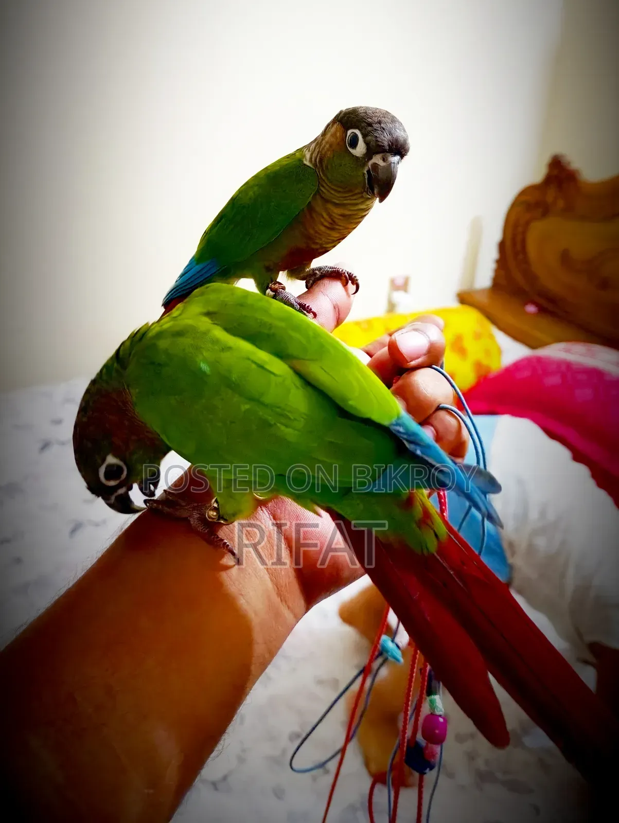 গ্রীন চেক কুনোর টেম