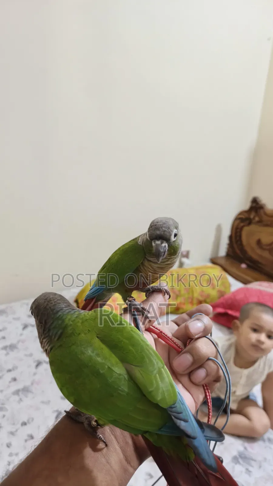 গ্রীন চেক কুনোর টেম