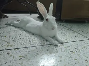 মিষ্টি খরগোশ (পুরুষ)