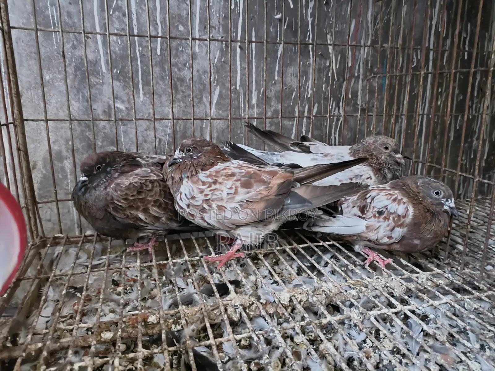 ছিলা কবুতর