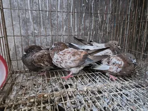 ছিলা কবুতর