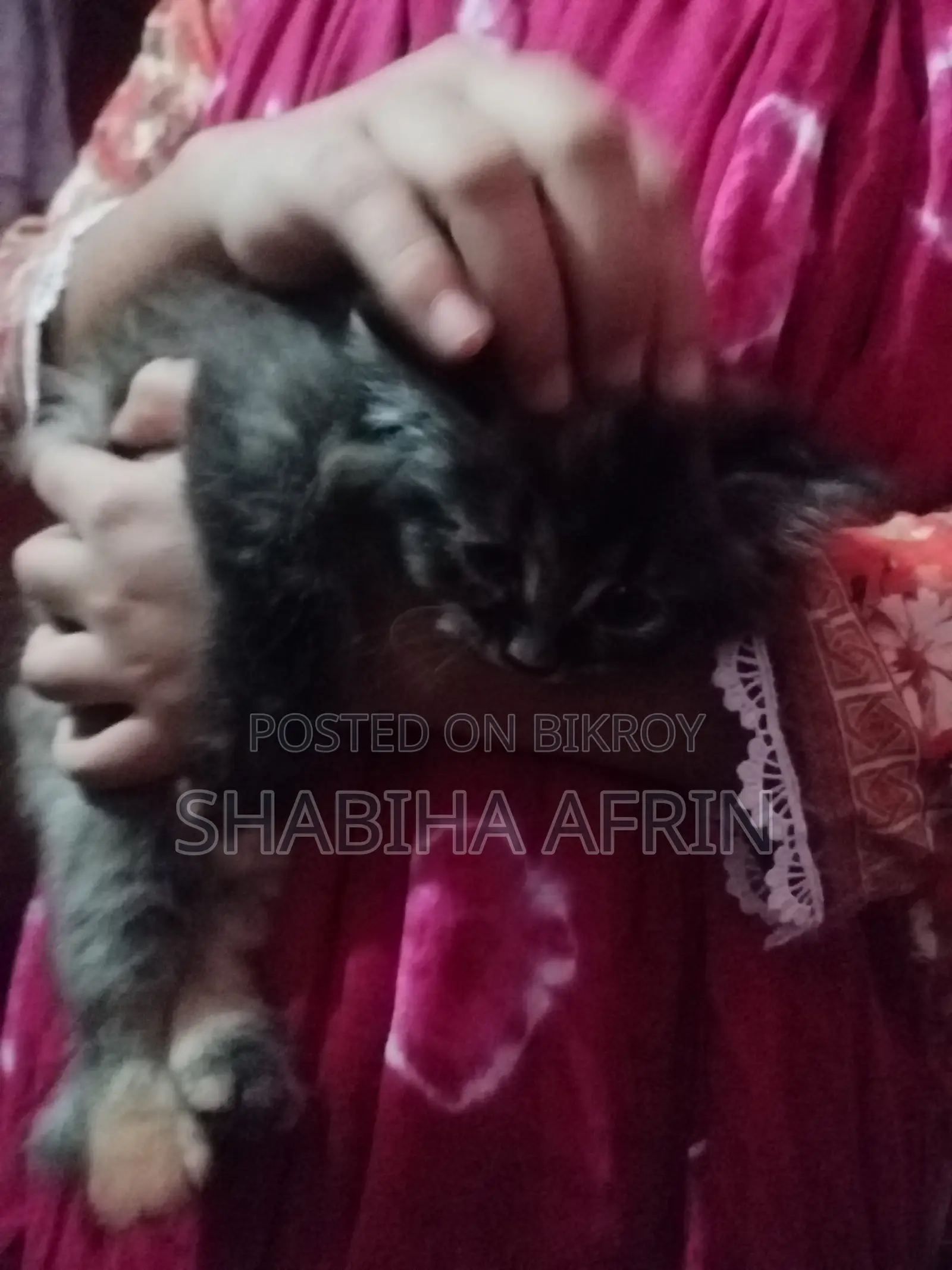 1-3 months Female Purebred Persian