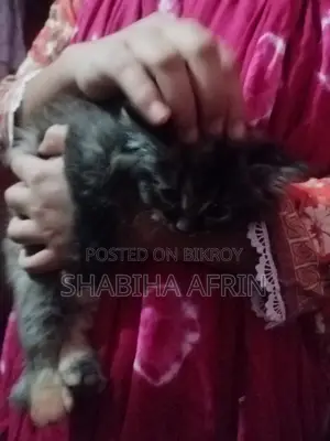 1-3 months Female Purebred Persian