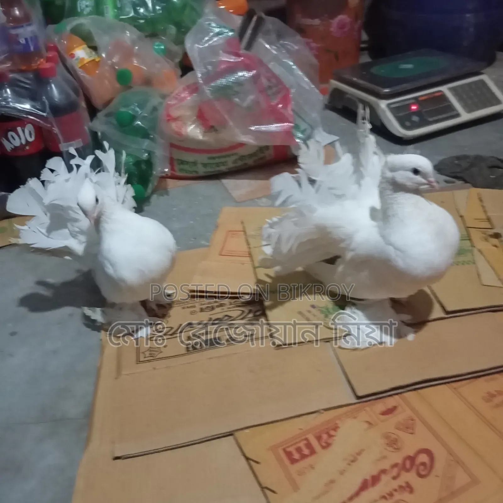 লক্ষা রানিং জোড়া সেল হবে