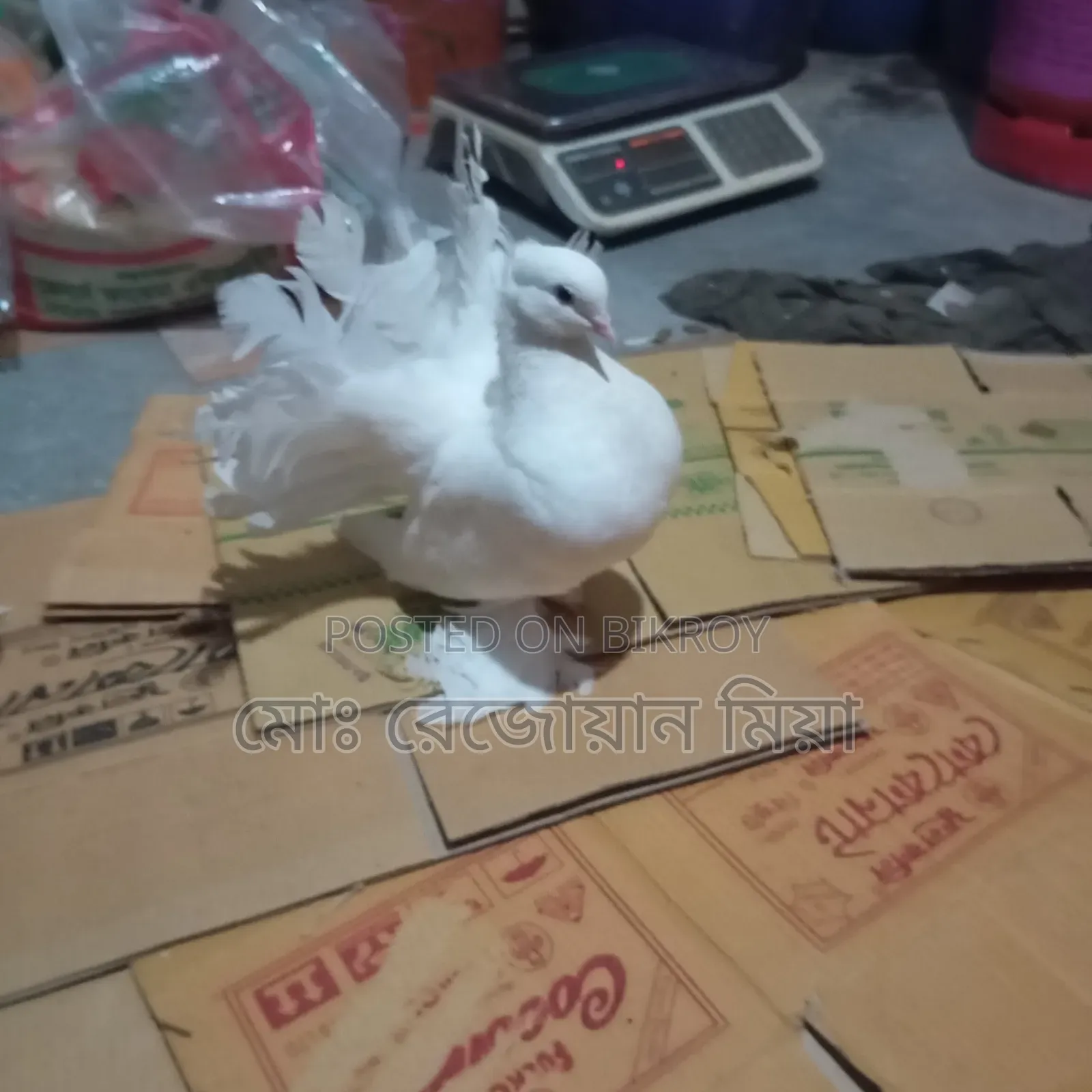 লক্ষা রানিং জোড়া সেল হবে