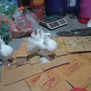 লক্ষা রানিং জোড়া সেল হবে