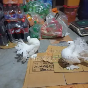 লক্ষা রানিং জোড়া সেল হবে