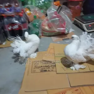 লক্ষা রানিং জোড়া সেল হবে