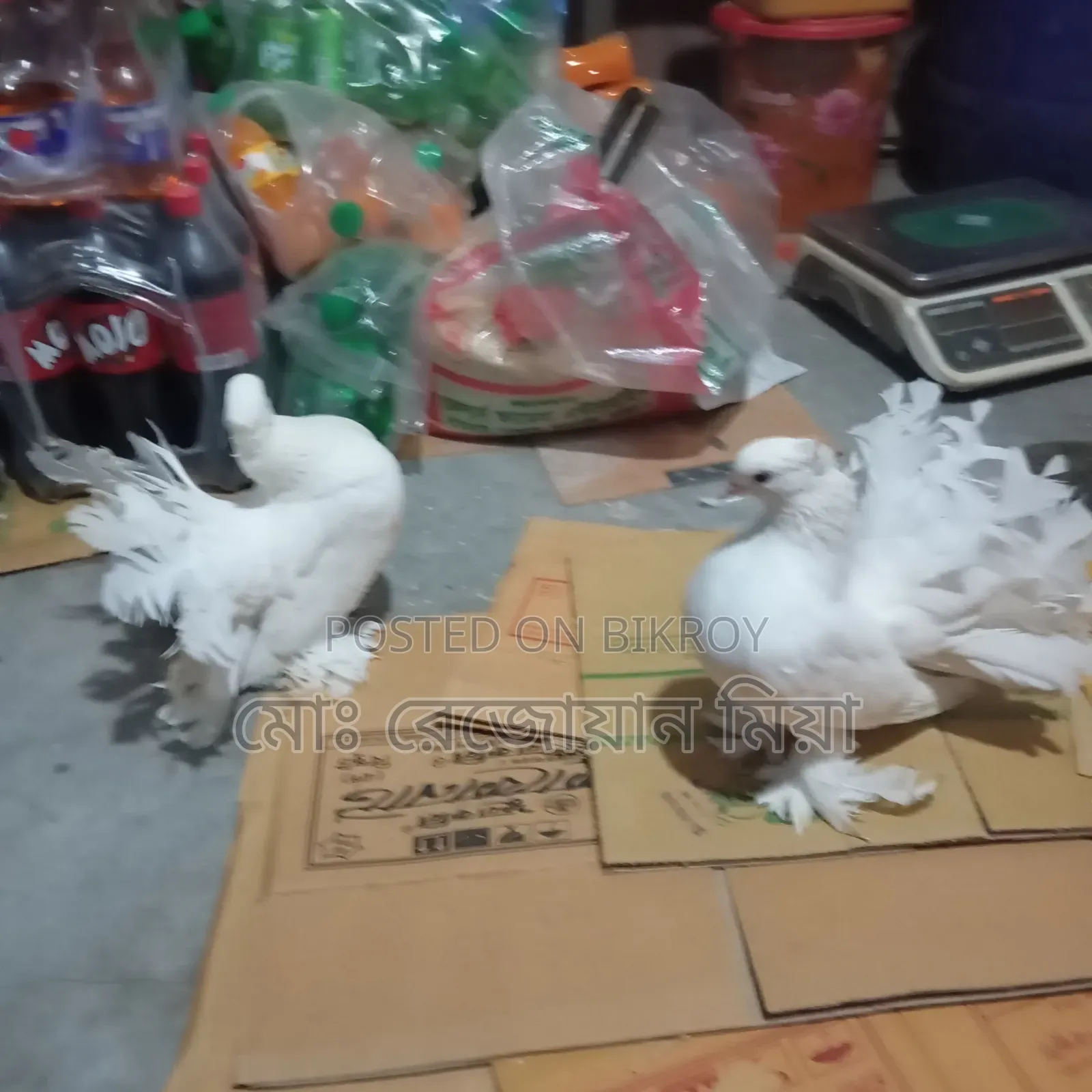 লক্ষা রানিং জোড়া সেল হবে