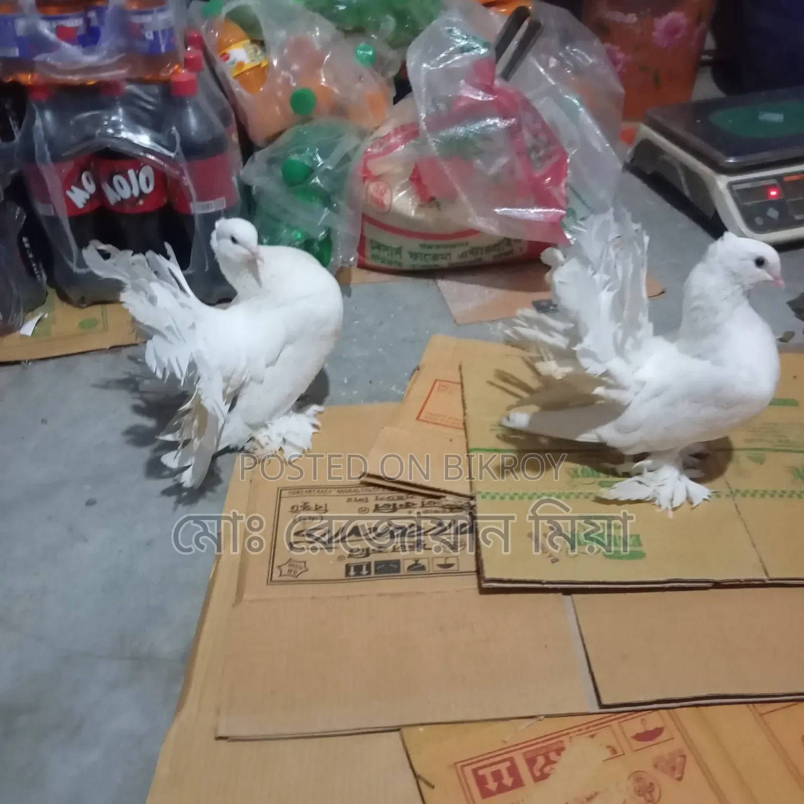 লক্ষা রানিং জোড়া সেল হবে