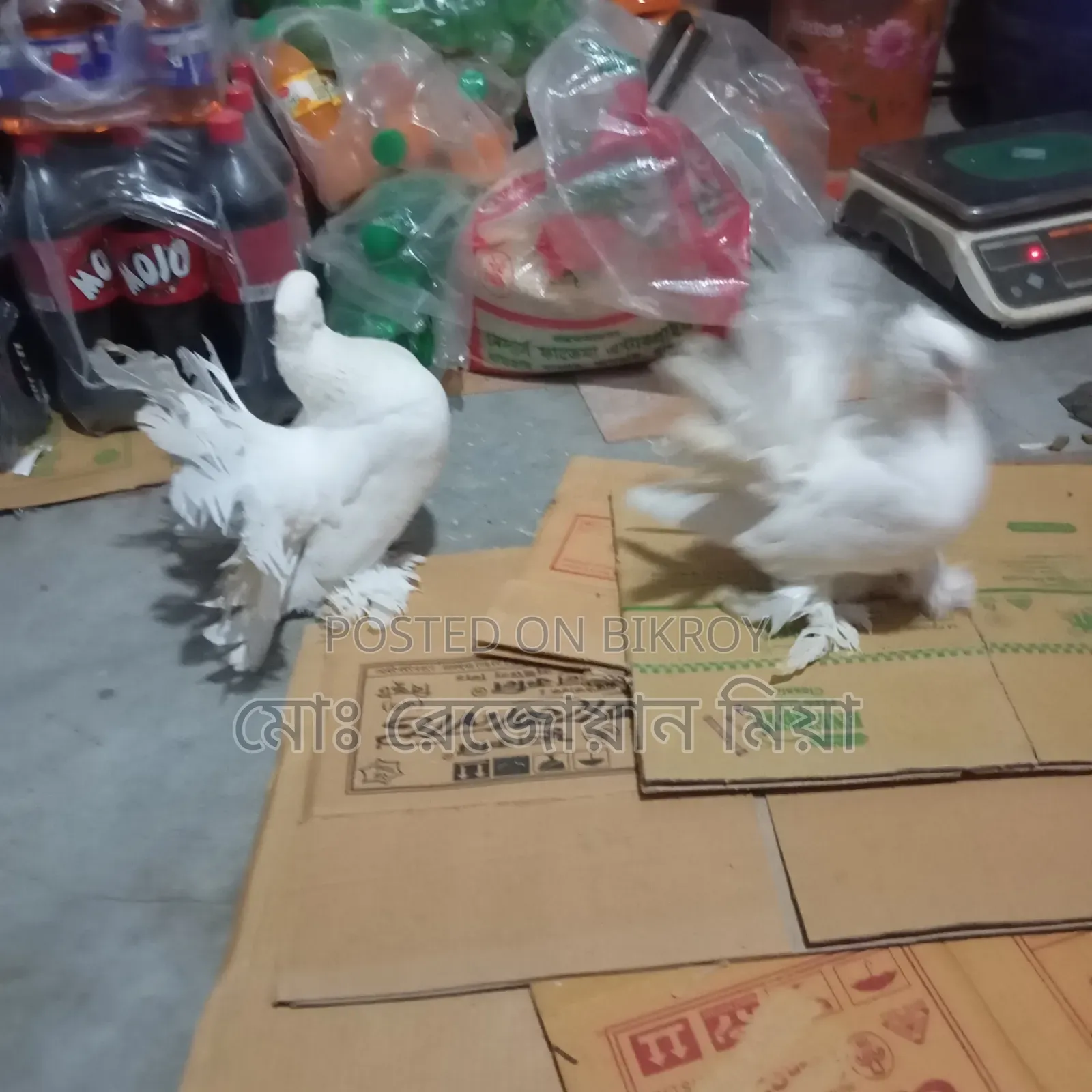 লক্ষা রানিং জোড়া সেল হবে