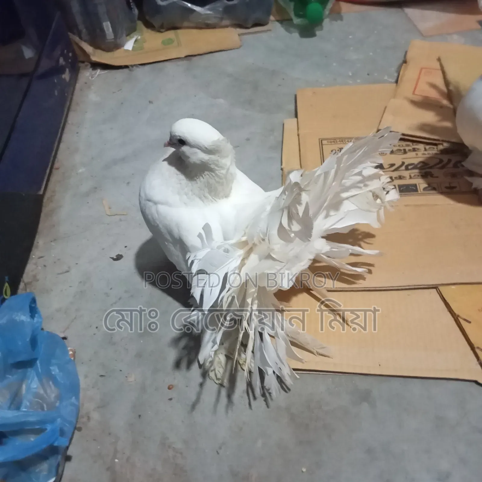 লক্ষা রানিং জোড়া সেল হবে