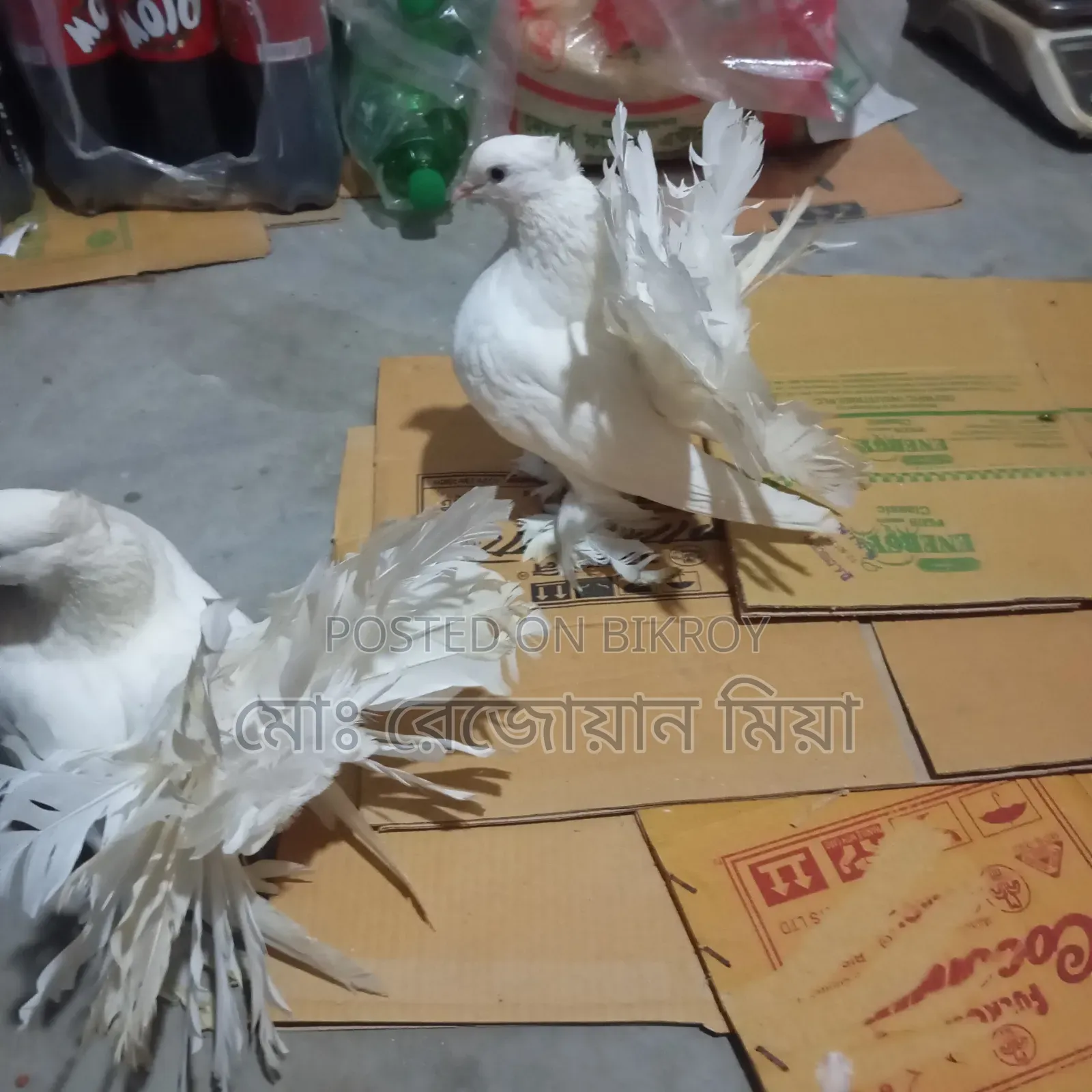 লক্ষা রানিং জোড়া সেল হবে