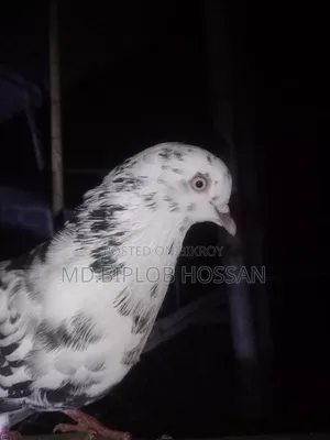 বিক্রির জন্য কবুতর